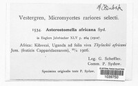 Asterostomella africana image